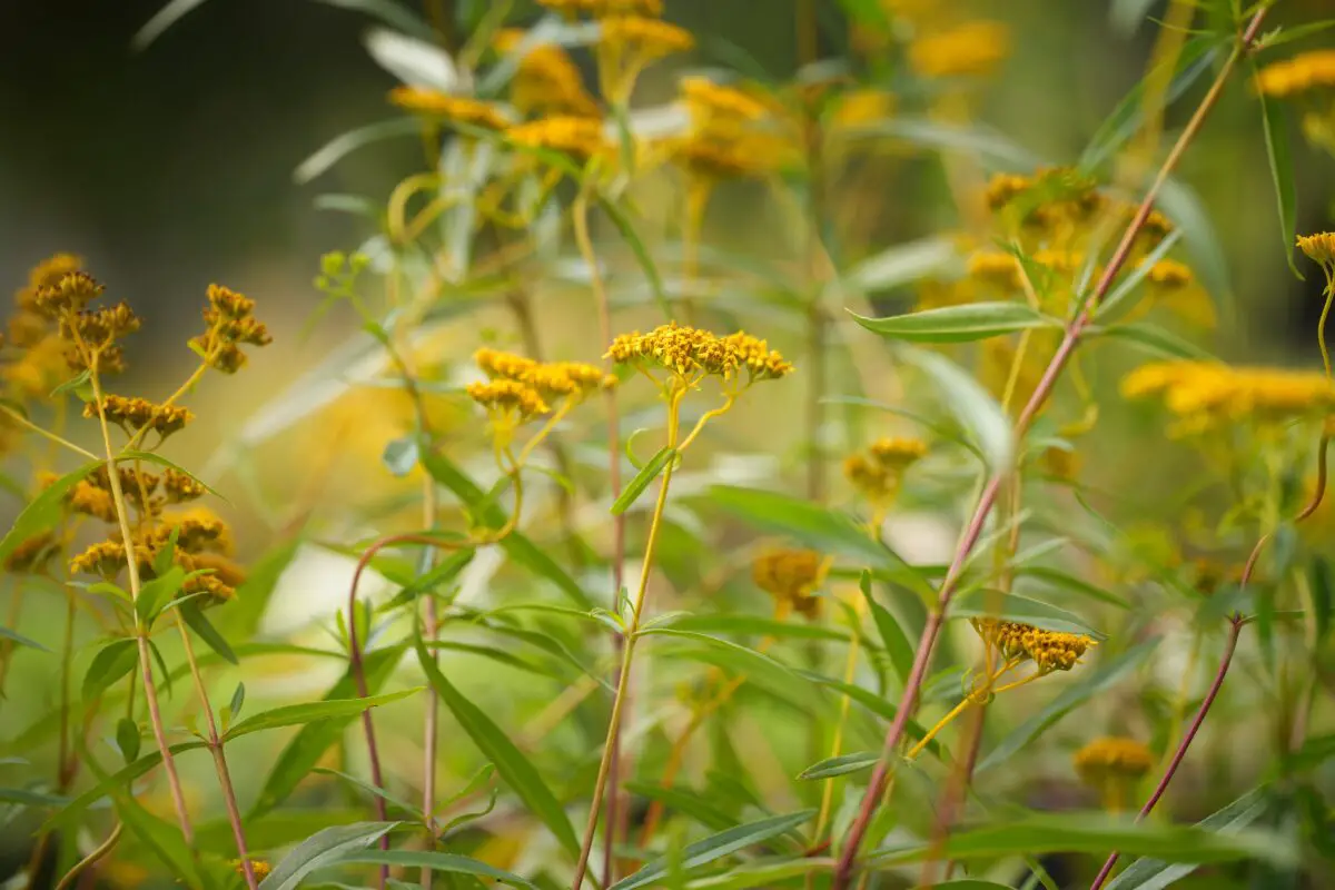 best florida native plants for birds
