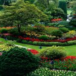 best florida native plants for landscapping