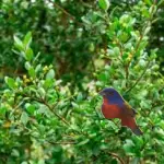best florida native plants for small birds