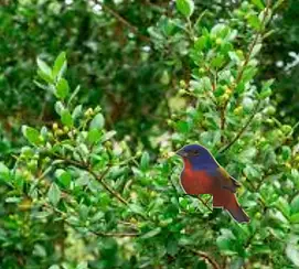 best florida native plants for small birds