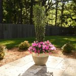 best flower to plant in planter in florida