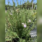 best flowering plants for northwest florida