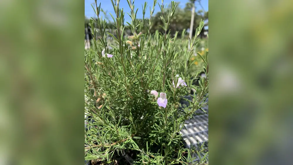 best flowering plants for northwest florida