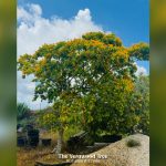 best flowering trees to plant in south florida