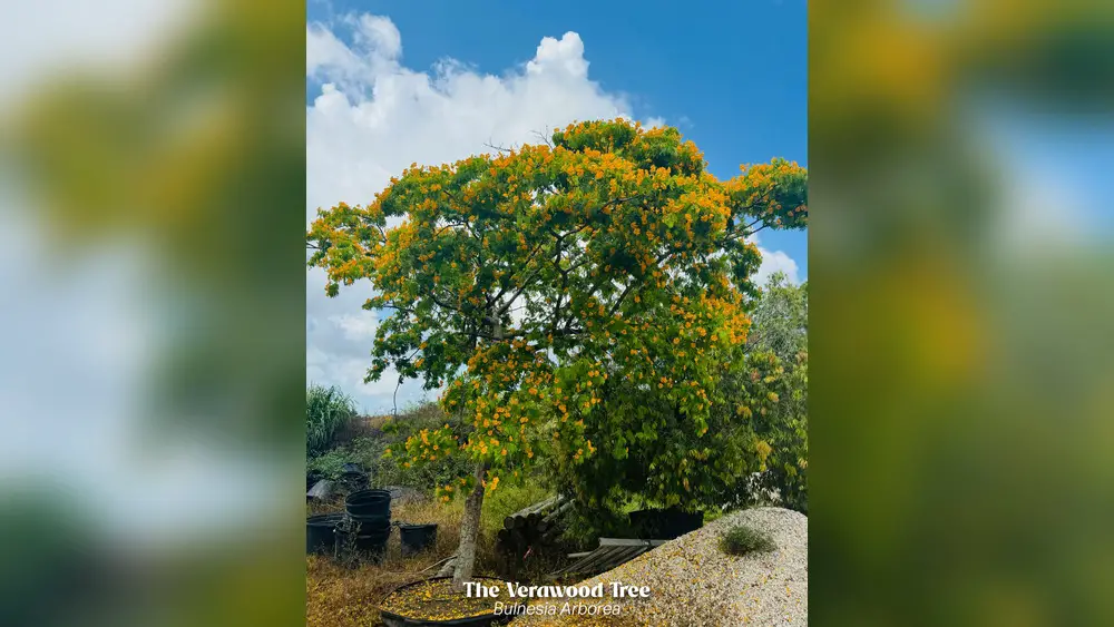 best flowering trees to plant in south florida
