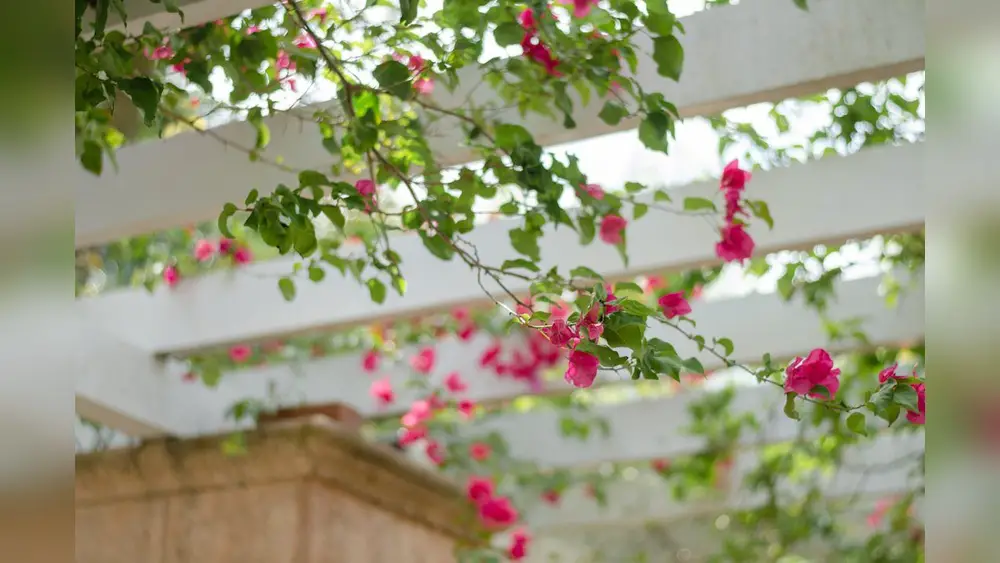 best flowering trellis plants for florida