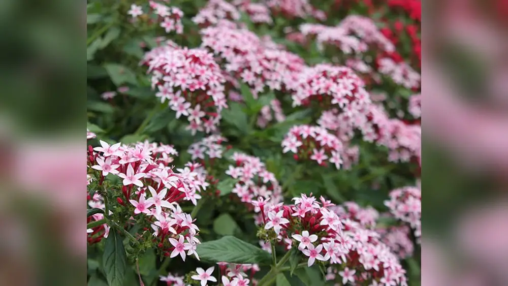best flowers for florida fall planting in partial shade