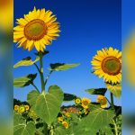 best flowers ro plant in florida in june