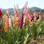 best flowers to plant in february in florida