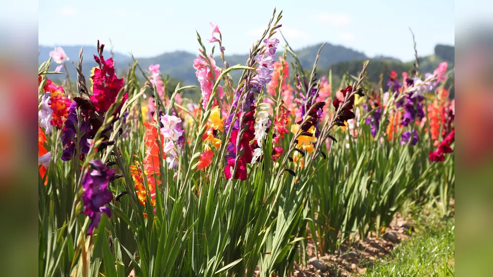 best flowers to plant in february in florida