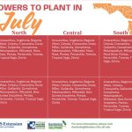 best flowers to plant in florida how much sunlight