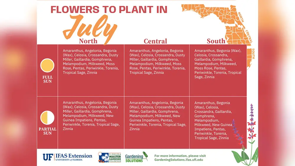 best flowers to plant in florida how much sunlight
