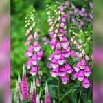 best flowers to plant in florida zone 10