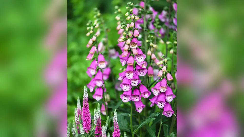 best flowers to plant in florida zone 10