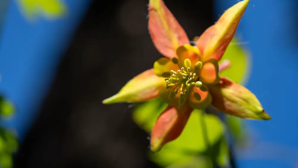 best flowers to plant in march in florida