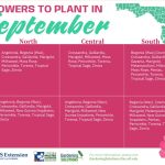 best flowers to plant in september in florida