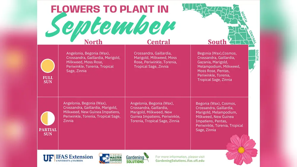 best flowers to plant in september in florida