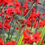 best flowers to plant in southwest florida