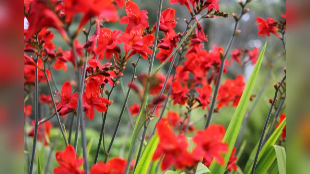 best flowers to plant in southwest florida