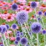 best flowers to plant in spring in florida