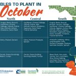 best food to plant in october in florida