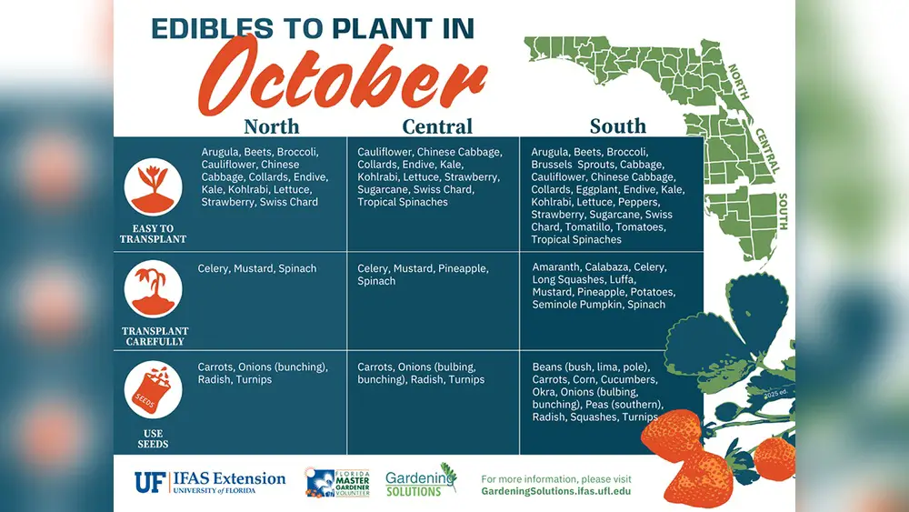 best food to plant in october in florida