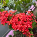 best fool proof plants for central florida