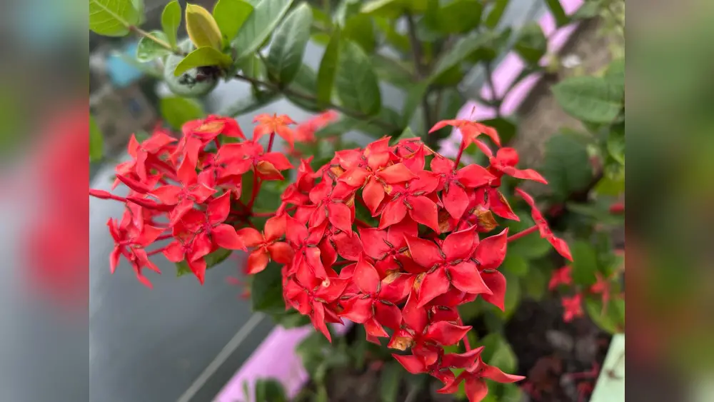 best fool proof plants for central florida