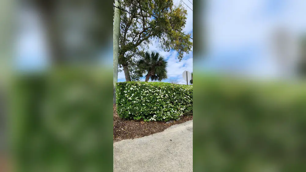 best foundation plants for central florida