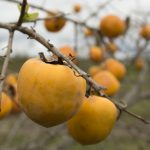 best fruit plants for brevard county florida