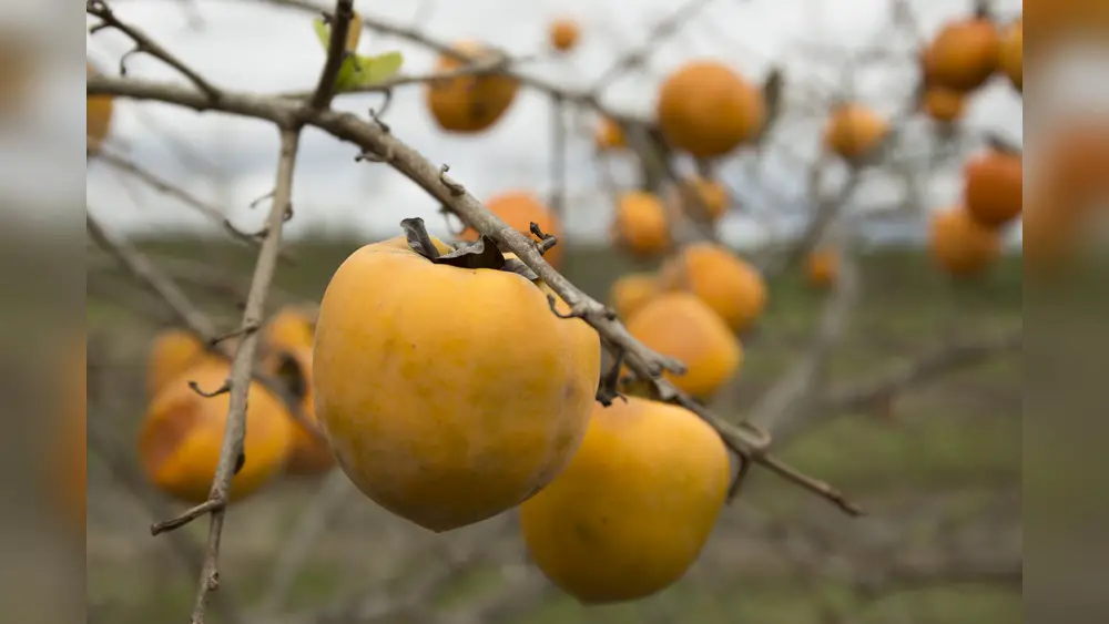 best fruit plants for brevard county florida
