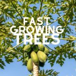 best fruit trees to plant in florida fast growing