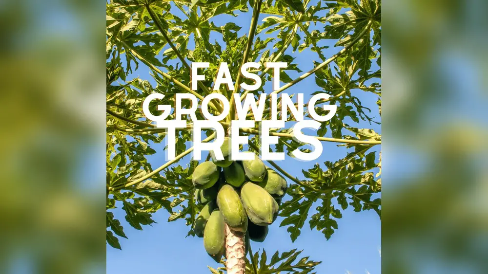 best fruit trees to plant in florida fast growing