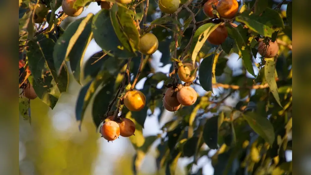 best fruit trees to plant in tampa florida