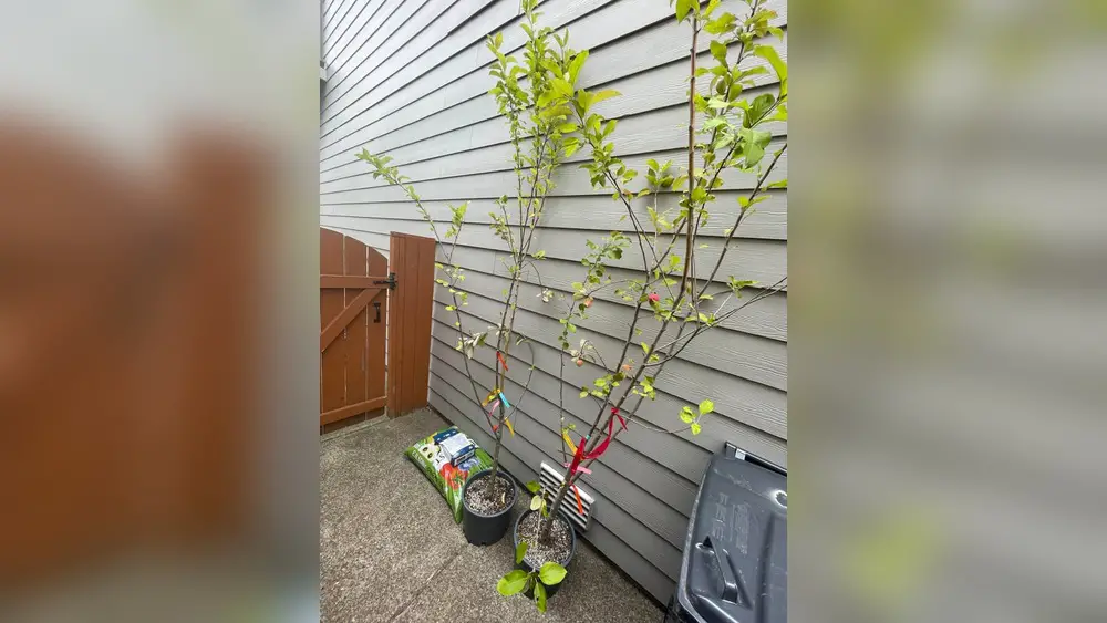best fruit trees to plant on a treelawn in florida