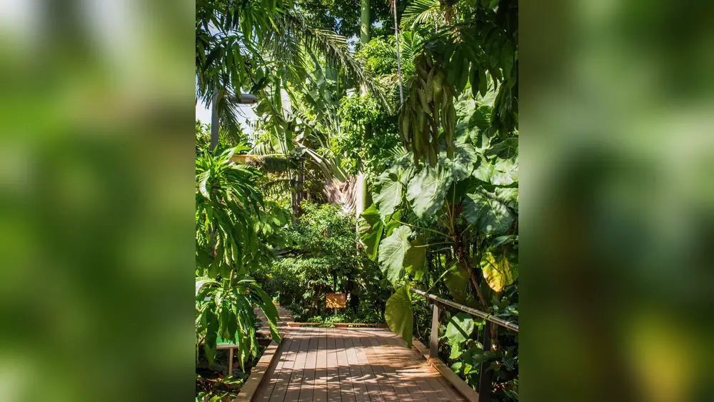 best garden plants for north florida