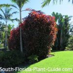 best garden plants for southern florida