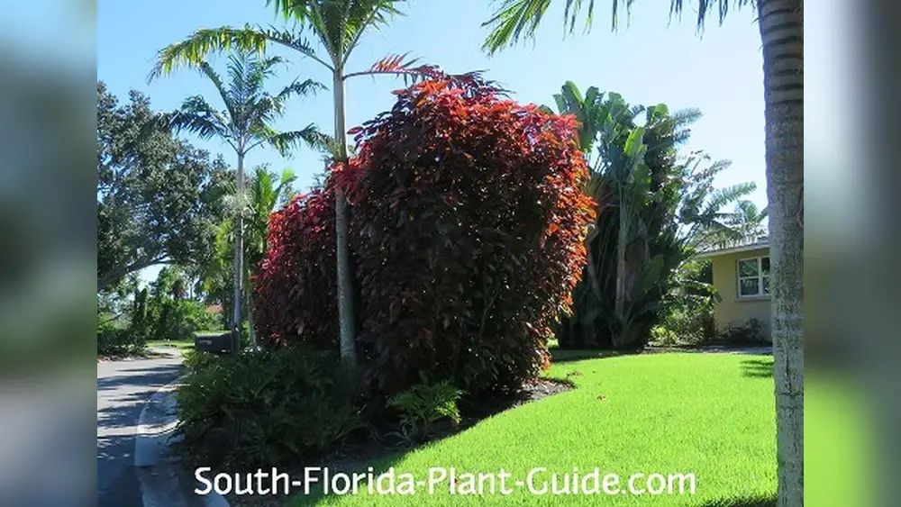 best garden plants for southern florida