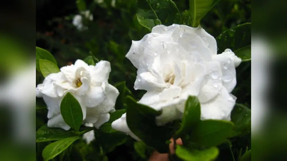 best gardenia plant for west central florida
