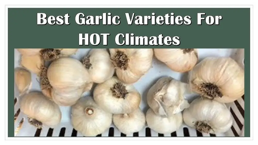 best garlic to plant in florida