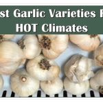 best garlic to plant in southwest florida