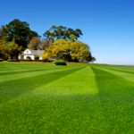 best grass seed to plant in florida top choices for a lush lawn