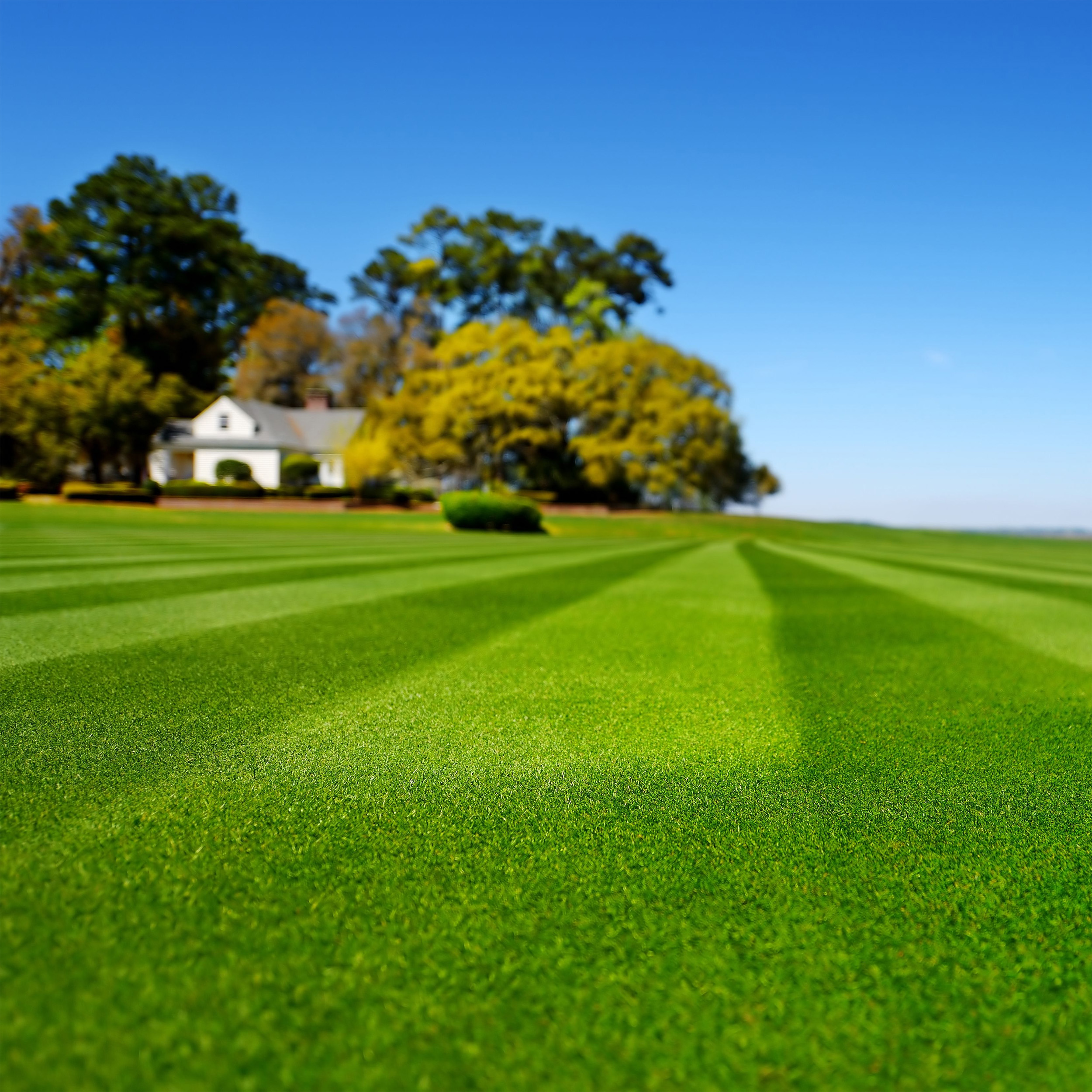 best grass seed to plant in florida top choices for a lush lawn