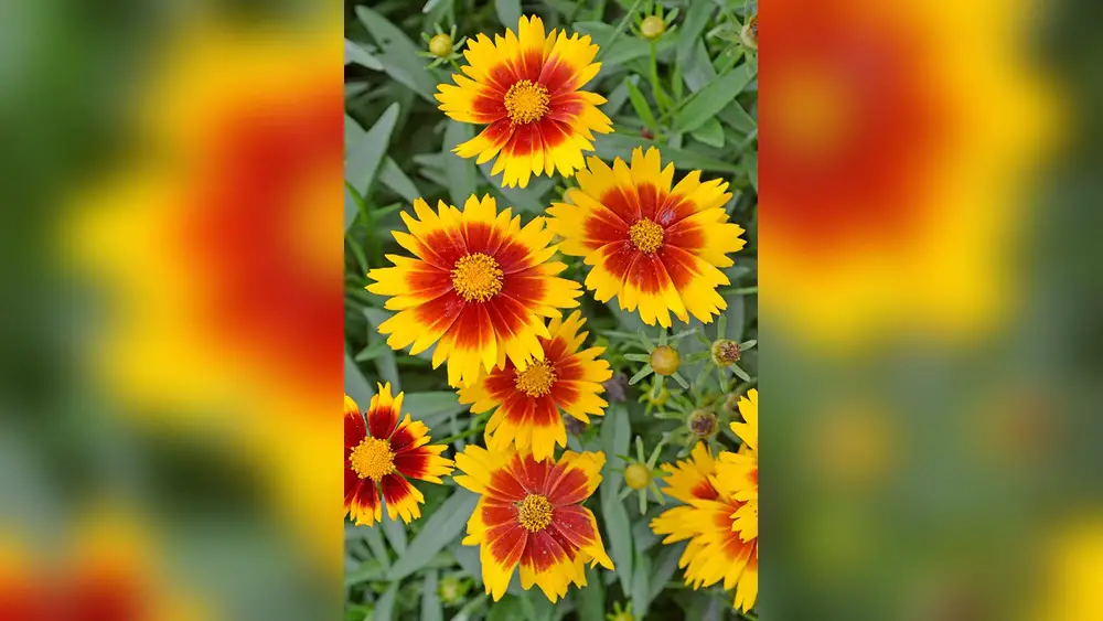 best low maintenance flowers for florida gardens in summer