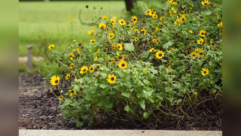 best native flowers for florida coastal dune landscapes