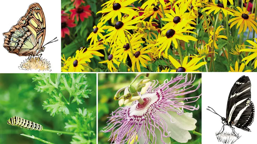 best plants for florida butterfly garden top picks for vibrant wings
