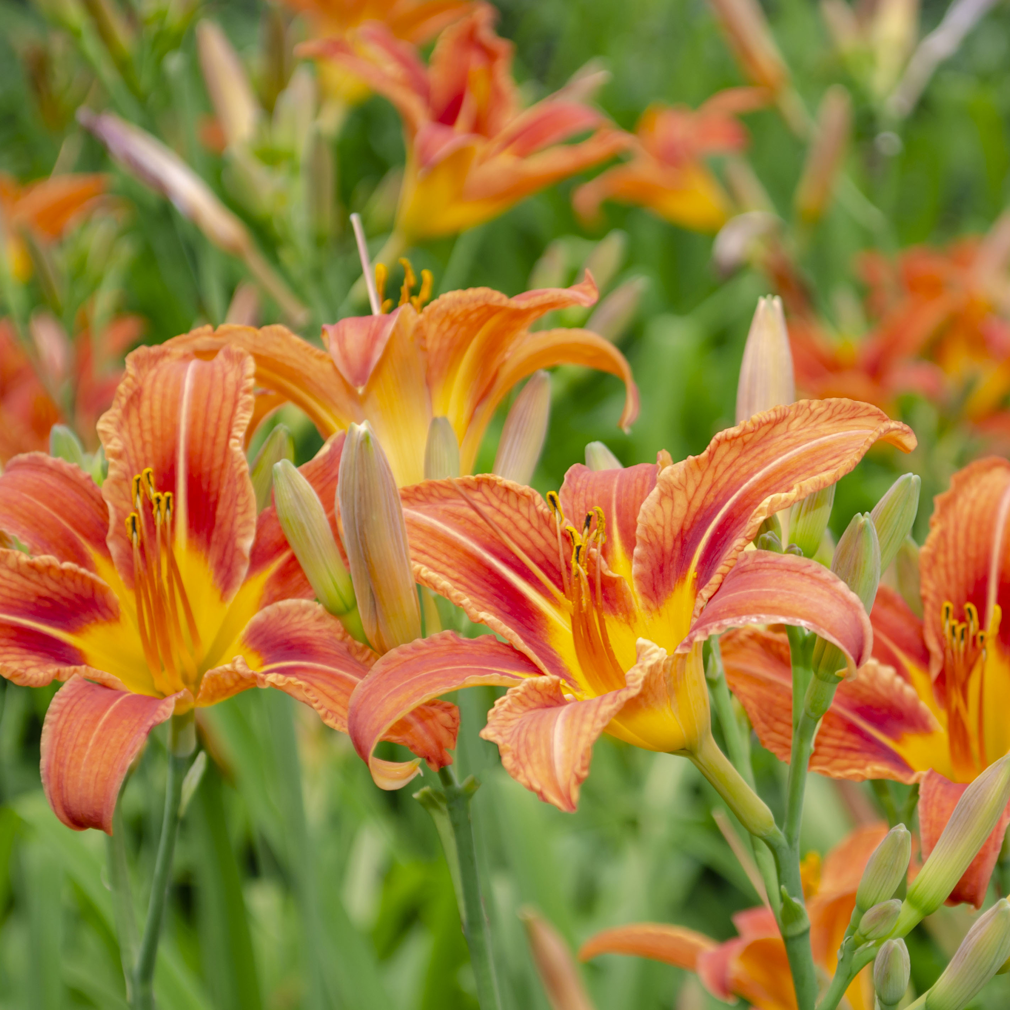best plants for florida pool area top picks for lush low maintenance beauty