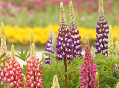 best plants for florida sandy soil top picks for vibrant growth
