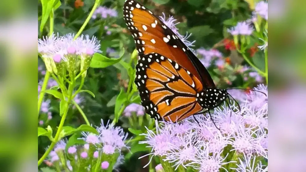 best pollinator attracting flowers for florida butterfly gardens