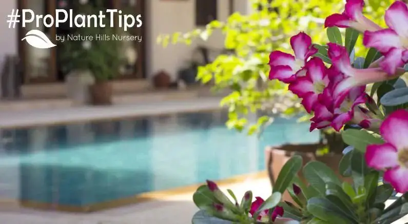 best potted plants for pool area florida full sun